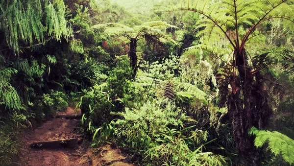 Un bosque africano
