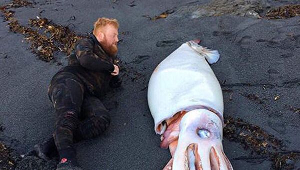 Гигантский кальмар, найденный недалеко от Веллингтона, Новая Зеландия - Sputnik 日本