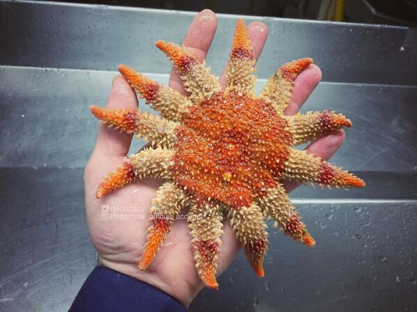ムルマンスク近くの深海に生息する珍しい生き物 - Sputnik 日本