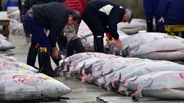 漁業大国の地位を失いつつある日本 - Sputnik 日本