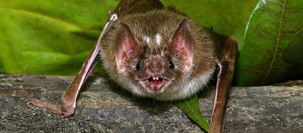 コウモリ - Sputnik 日本