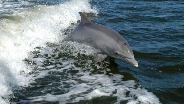 Un delfín, foto de archivo - Sputnik 日本