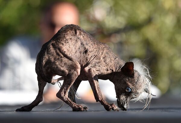 世界ブス犬コンテストで見事優勝したスウィーピー・ランボー君。 - Sputnik 日本