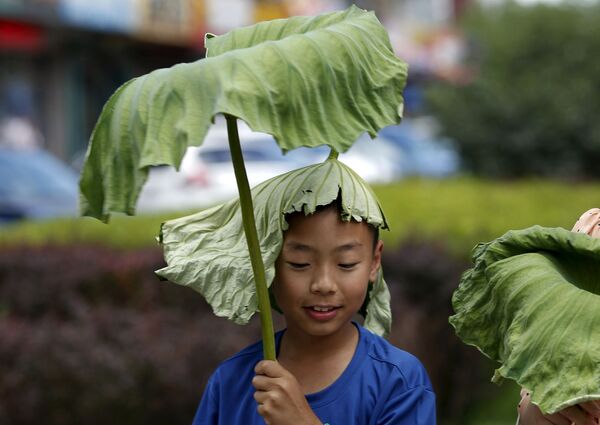 蓮の葉で雨をしのぐ少年、北京で。 - Sputnik 日本