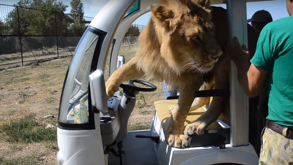 クリミアのサファリパークで、「ハグ」が大好きなライオンが観光客を襲撃！？ - Sputnik 日本