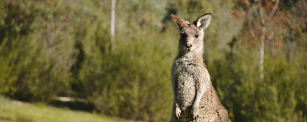 Un canguro Un canguro - Sputnik 日本