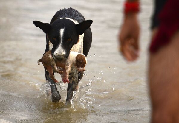 増水から逃れ子犬を運ぶ親犬、インド、ヤムナー川の - Sputnik 日本