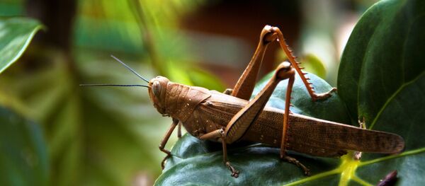 ワタリバッタ - Sputnik 日本