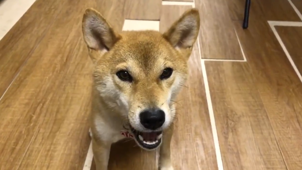 ある柴犬が日本語で会話を習得、今では食事をねだることができるまでに - Sputnik 日本