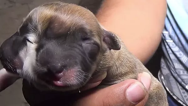 双頭の子犬 - Sputnik 日本