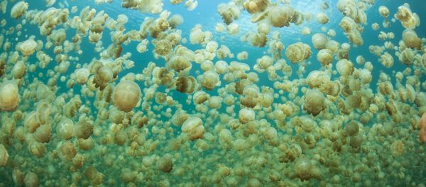 クラゲ - Sputnik 日本