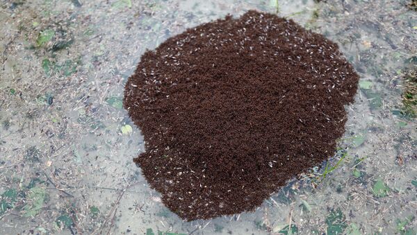 Колония огненных муравьев дрейфует в воде после урагана Флоренс - Sputnik 日本