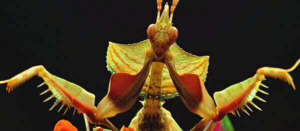 Mantis religiosa Mantis religiosa - Sputnik 日本