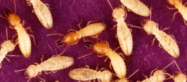 シロアリ シロアリ - Sputnik 日本