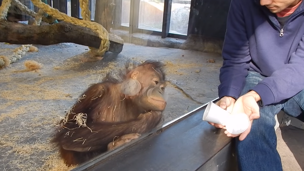 予想外の反応：小さなチンパンジーが手品を見て笑う - Sputnik 日本