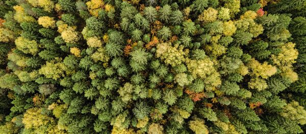 森 - Sputnik 日本