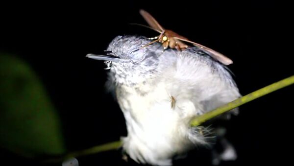 眠る鳥の涙を飲む蛾　ブラジル - Sputnik 日本