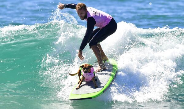 毎年開催されるドック・サーフィン大会「Surf City Surf Dog」　米国　カリフォルニア州 - Sputnik 日本