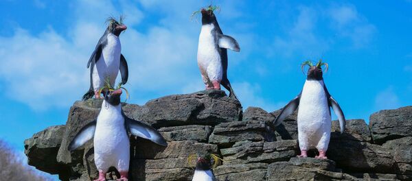 ペンギン - Sputnik 日本