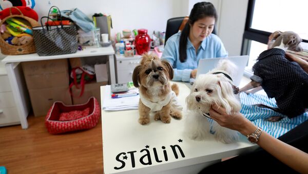 Собаки в рекламном агенстве, Бангкок - Sputnik 日本