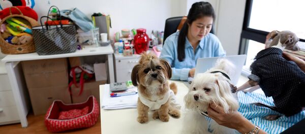 Собаки в рекламном агенстве, Бангкок Собаки в рекламном агенстве, Бангкок - Sputnik 日本
