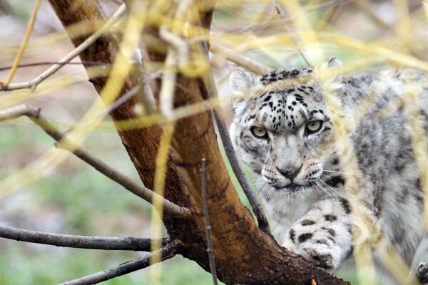 ユキヒョウ - Sputnik 日本