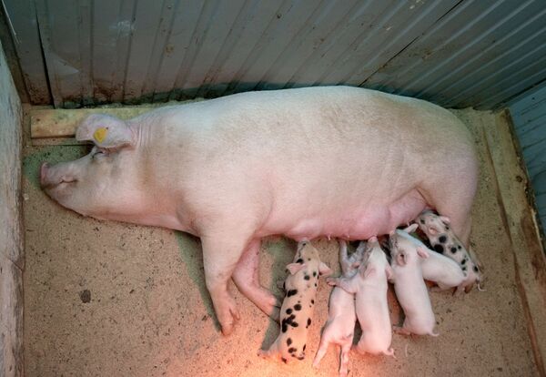 ロボット外科医による不妊治療を受け、子どもを産んだメス豚、ロシア - Sputnik 日本