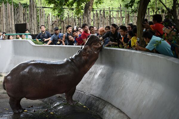 動物園の　カバに餌をあげる来園者　バンコク - Sputnik 日本