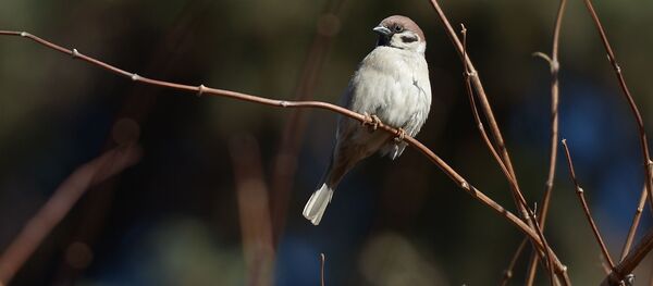 Воробей на ветке в Парке культуры и отдыха имени Горького в Москве Воробей на ветке в Парке культуры и отдыха имени Горького в Москве - Sputnik 日本