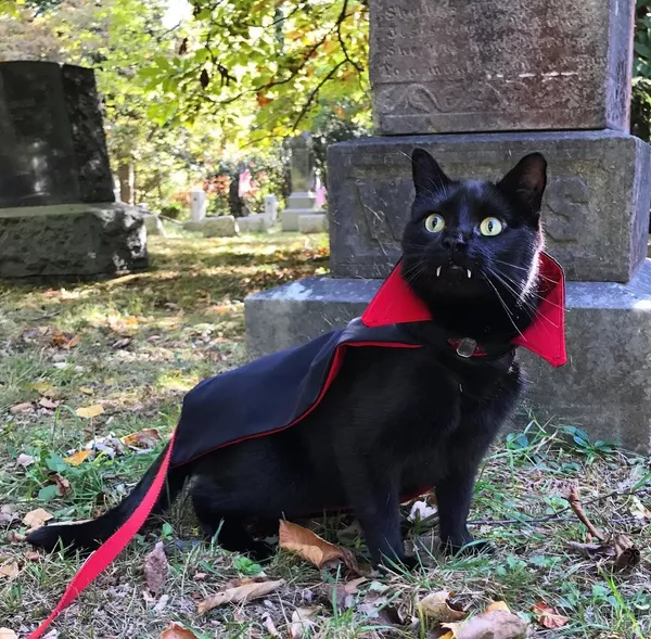 吸血鬼の牙を持つ黒猫 吸血鬼の牙を持つ黒猫 - Sputnik 日本