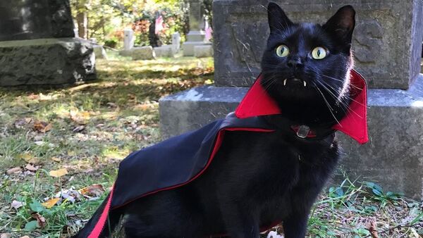 Черный кот с вампирскими клыками - Sputnik 日本
