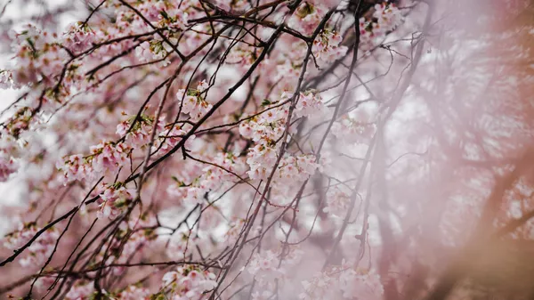 桜（アーカイブ写真） - Sputnik 日本