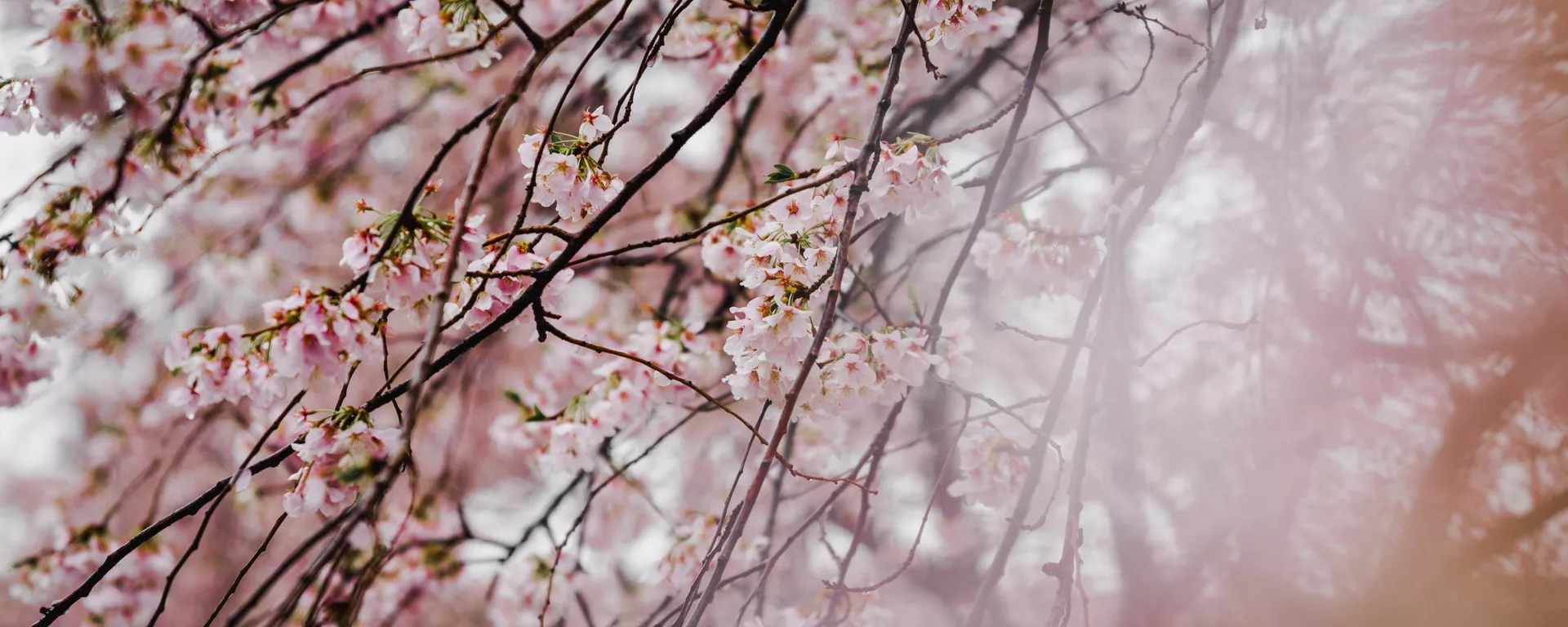 桜（アーカイブ写真） - Sputnik 日本, 1920, 05.04.2022