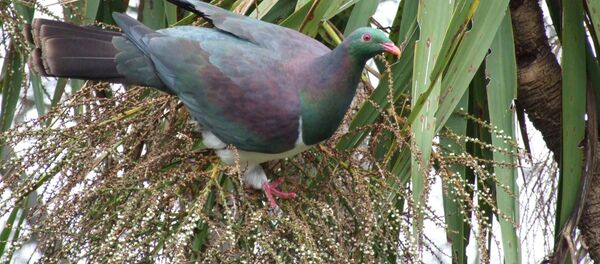 酔っ払いバト 酔っ払いバト - Sputnik 日本