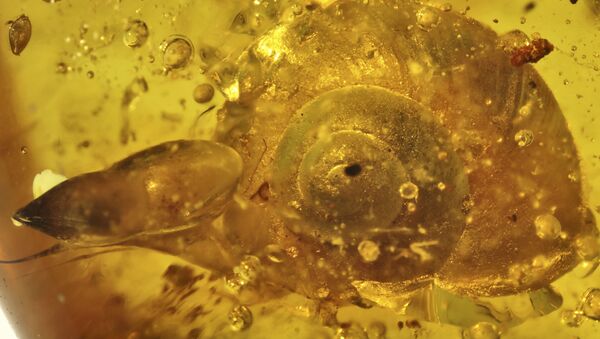 Останки улитки возрастом 99 миллионов лет, найденные учеными из Китая в бирманском янтаре - Sputnik 日本