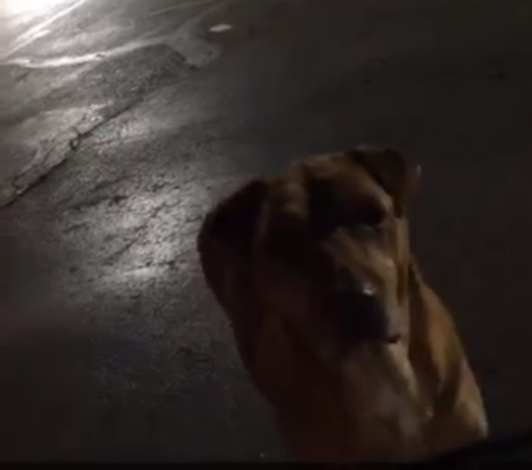 犬の秘密 夜毎に家出して野良の振りする目的は…「マクドナルド」 犬の秘密 夜毎に家出して野良の振りする目的は…「マクドナルド」 - Sputnik 日本