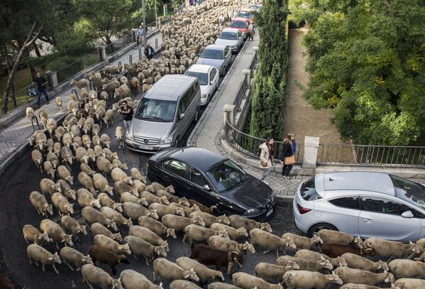 マドリッドの街中を羊の群れが移動 - Sputnik 日本