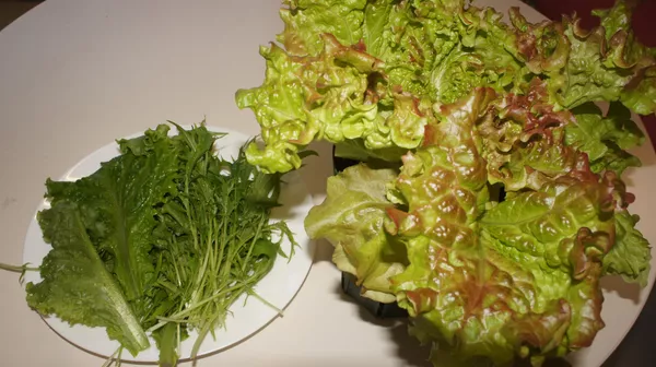 野菜室で収穫されたもぎたて野菜 野菜室で収穫されたもぎたて野菜