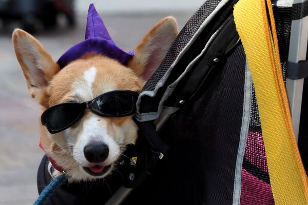 パレードにいた犬 - Sputnik 日本