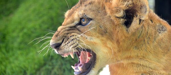 ライオン ライオン - Sputnik 日本