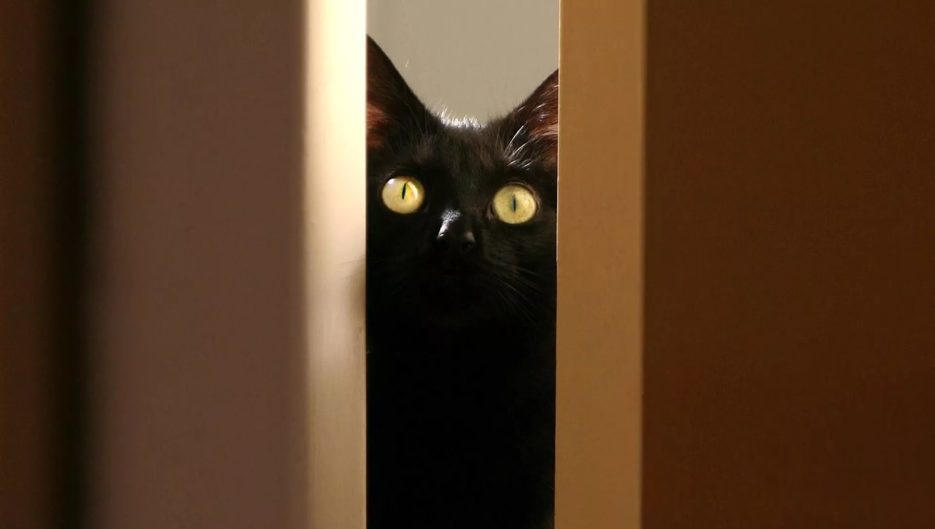 黒猫