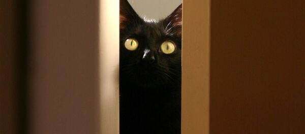 Черный кот - Sputnik 日本