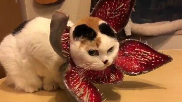 猫、人気ドラマ『ストレンジャー・シングス』のモンスターコスでネット興奮 - Sputnik 日本