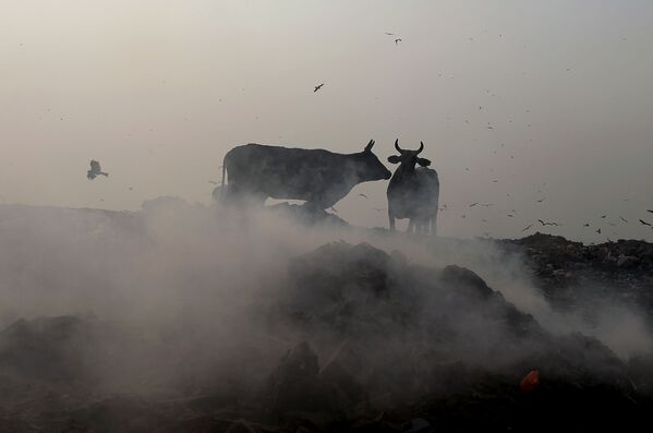 ゴミ捨て場で放牧される牛　インド、ニューデリー - Sputnik 日本