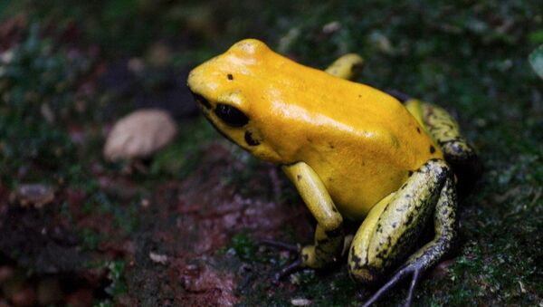 Golden Poison Dart Frog - Sputnik 日本