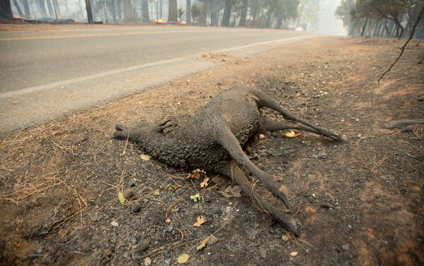 米カリフォルニア州で大規模森林火災 - Sputnik 日本