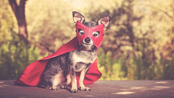 Собака в костюме супергероя - Sputnik 日本