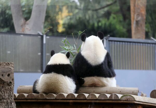 お母さんパンダと娘のパンダ、東京の動物園 - Sputnik 日本