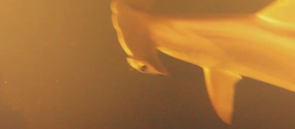 米国の学者 海底火山の火口内で生きたサメを発見 米国の学者 海底火山の火口内で生きたサメを発見 - Sputnik 日本