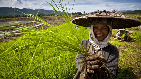 Фермер с саженцами риса, Таиланд - Sputnik 日本